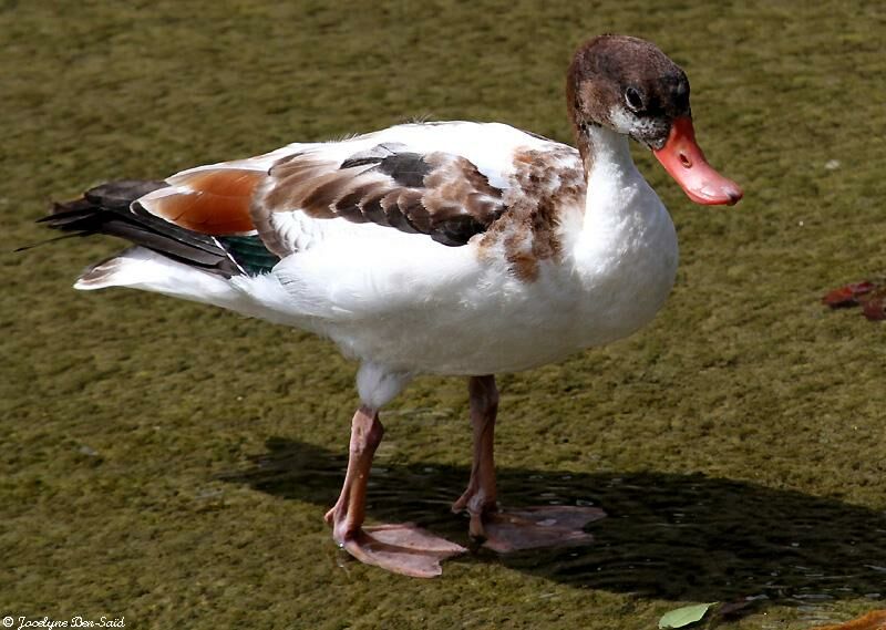 Common ShelduckFirst year