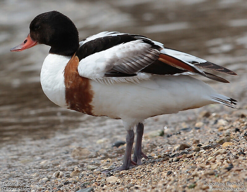 Common ShelduckSecond year