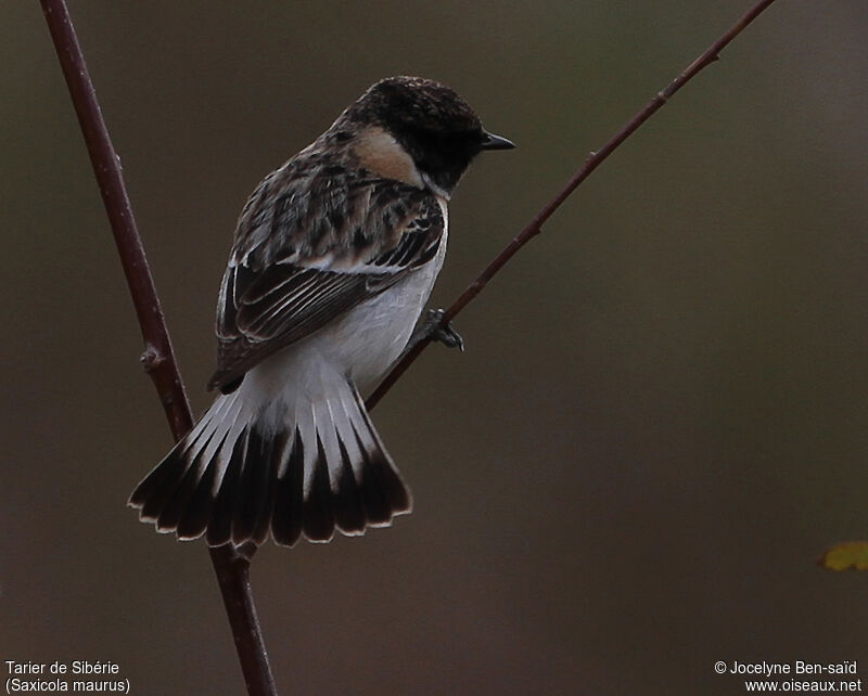 Siberian Stonechat