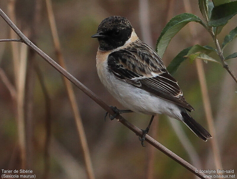 Siberian Stonechat