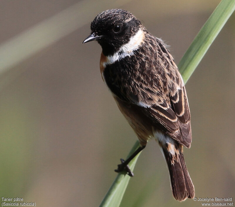 European Stonechat male