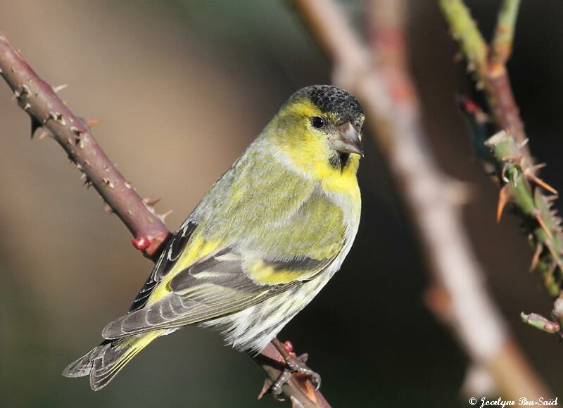 Eurasian Siskin male