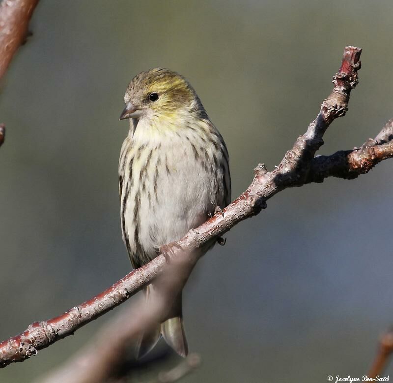 Eurasian Siskin female