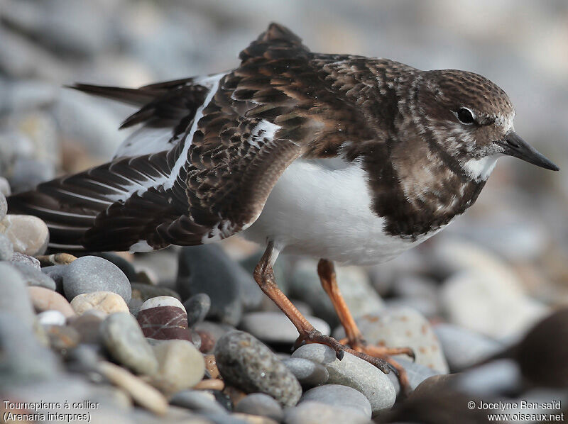 Ruddy Turnstone