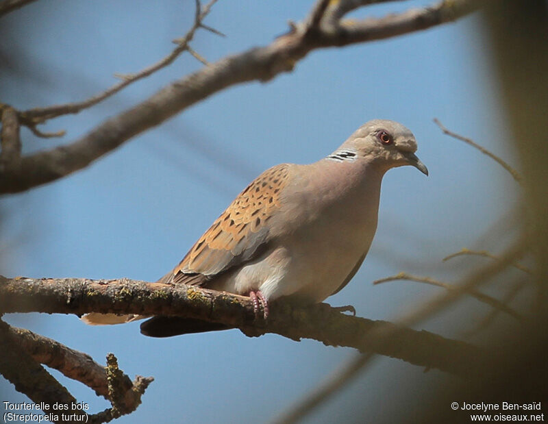 European Turtle Dove