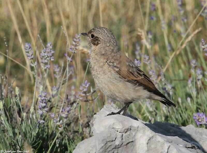 Northern Wheatearjuvenile