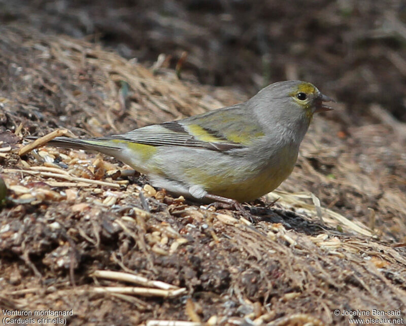 Venturon montagnard