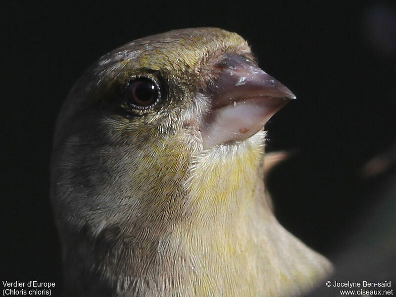 European Greenfinch