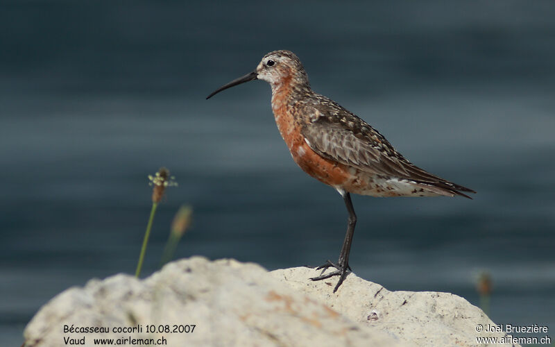 Curlew Sandpiperadult, identification