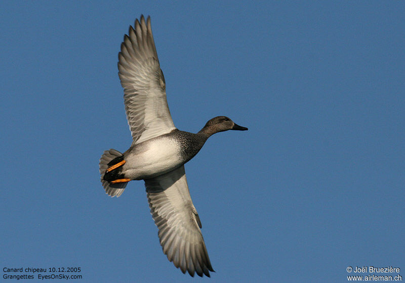 Canard chipeau, Vol