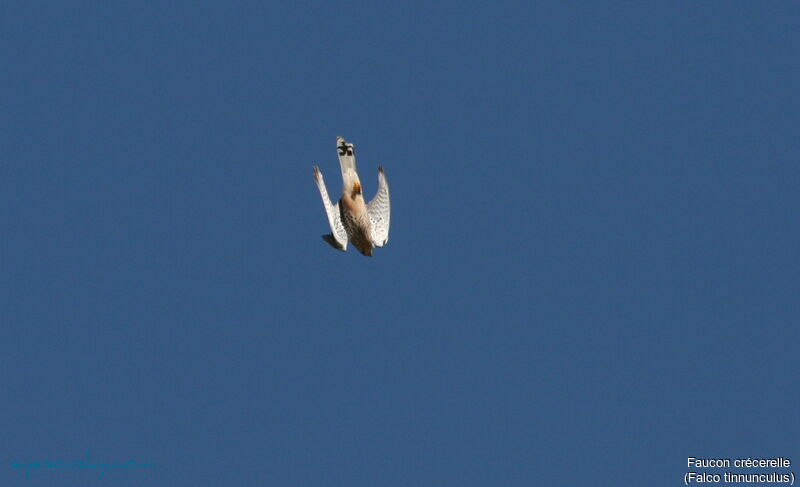 Common Kestrel, Flight