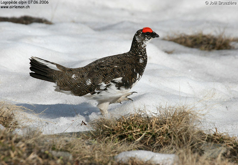 Lagopède alpin mâle adulte, identification