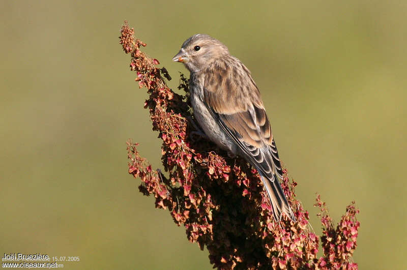 Linotte mélodieuse femelle, régime, mange