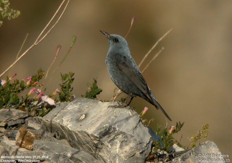 Monticole bleu mâle adulte nuptial, identification