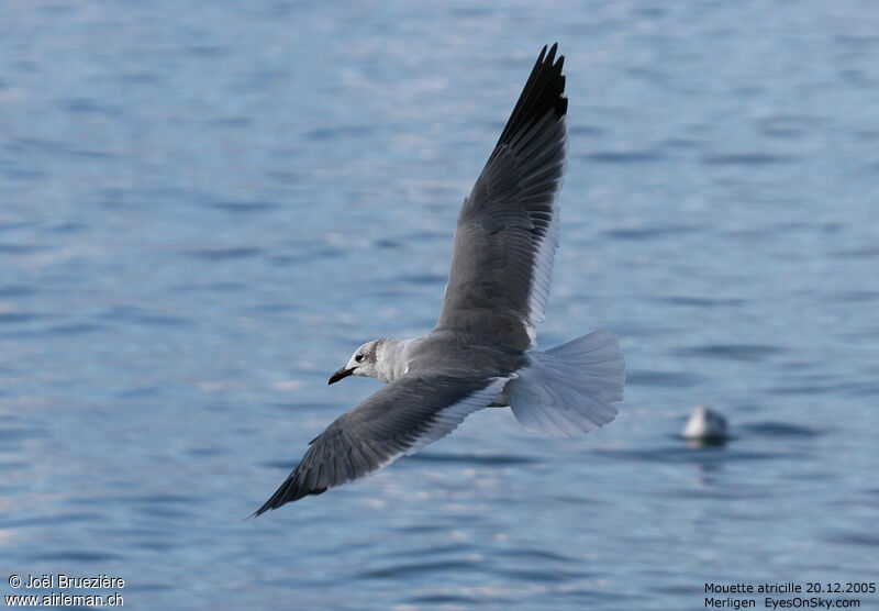 Mouette atricille, Vol