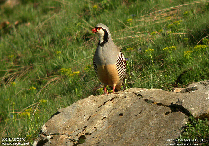 Perdrix bartavelleadulte nuptial, habitat, pigmentation