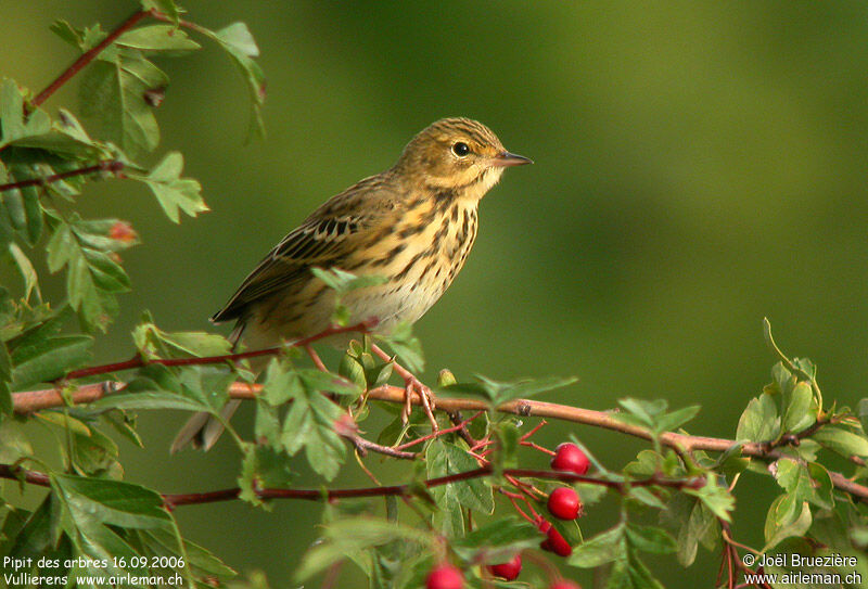 Pipit des arbres