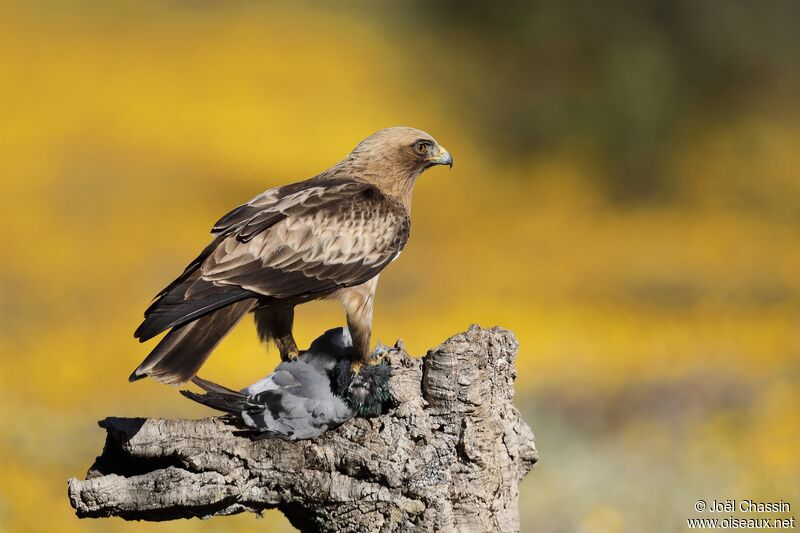 Booted Eagle, identification, eats