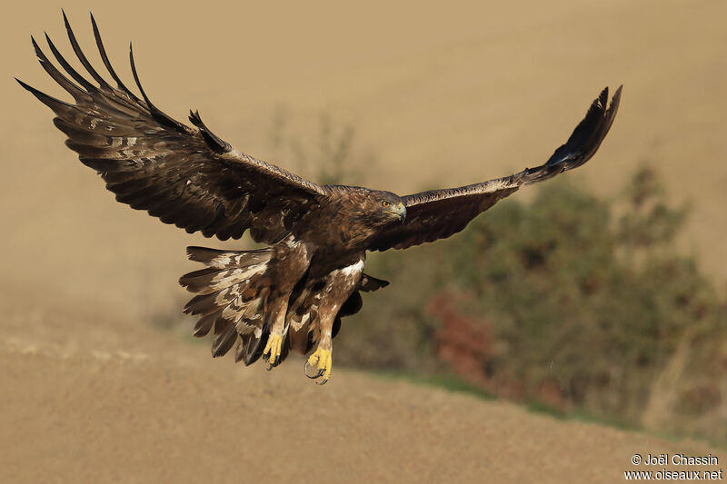 Aigle royal, identification