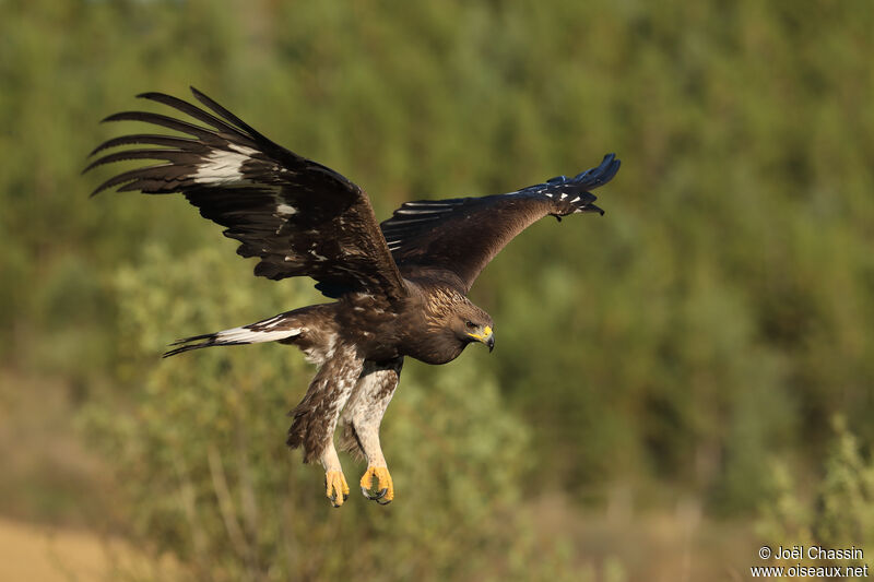 Aigle royalimmature, identification