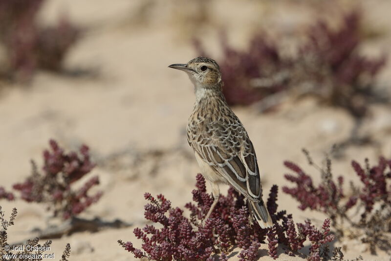 Spike-heeled Larkadult, identification