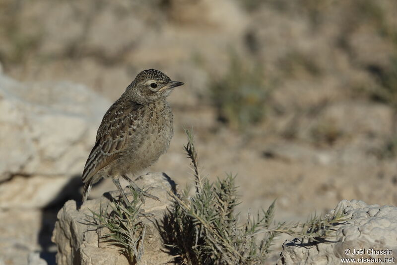 Spike-heeled Larkjuvenile, identification