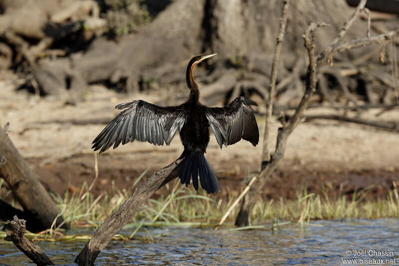 Anhinga d'Afrique