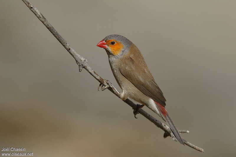 Astrild à joues orangeadulte, identification