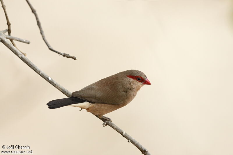 Black-rumped Waxbill, identification