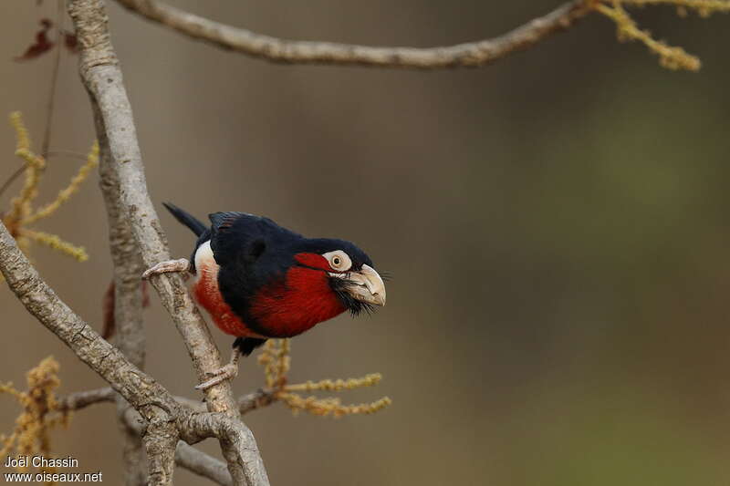 Bearded Barbet, identification