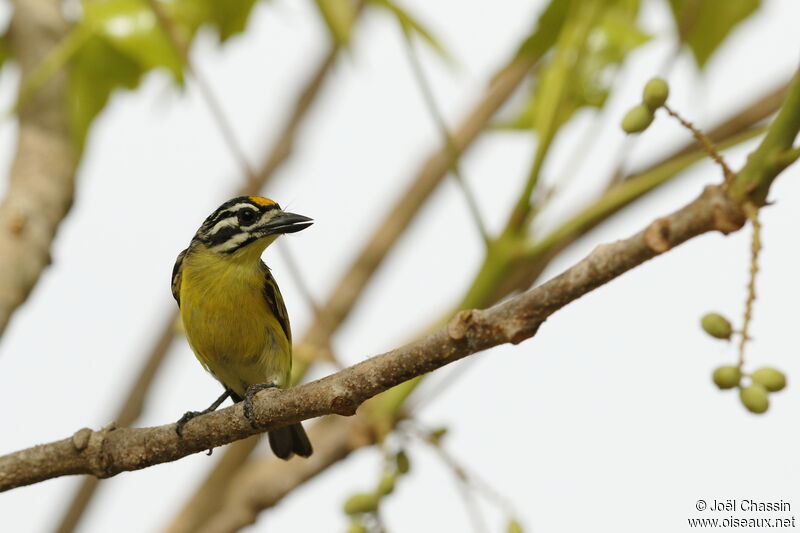 Barbion à front jaune, identification