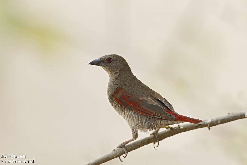 Red-winged Pytiliaadult, identification