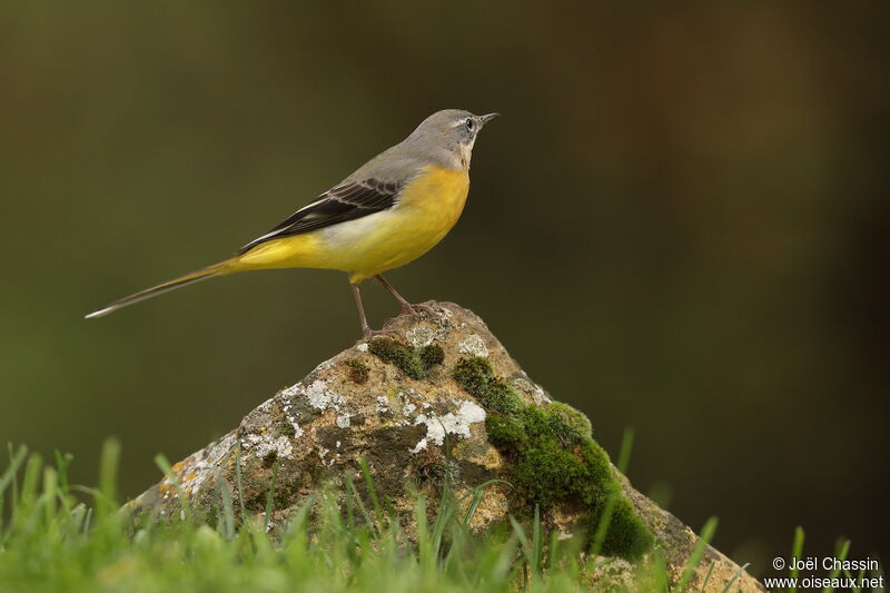 Bergeronnette des ruisseaux, identification