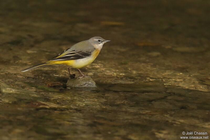 Bergeronnette des ruisseaux, identification