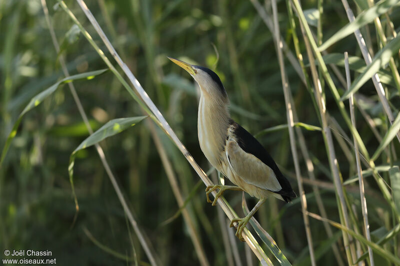 Blongios nain, identification