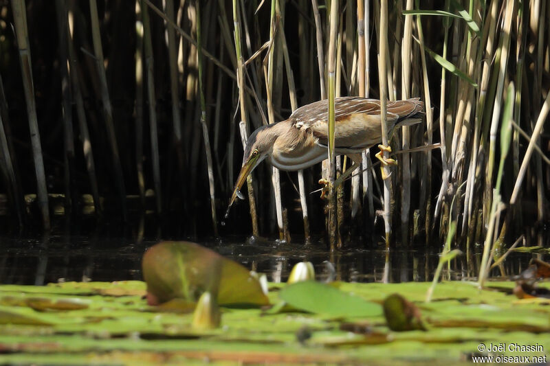 Blongios nain, identification, pêche/chasse