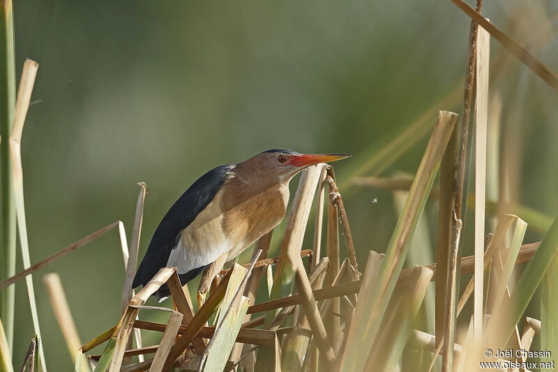 Little Bittern male, identification