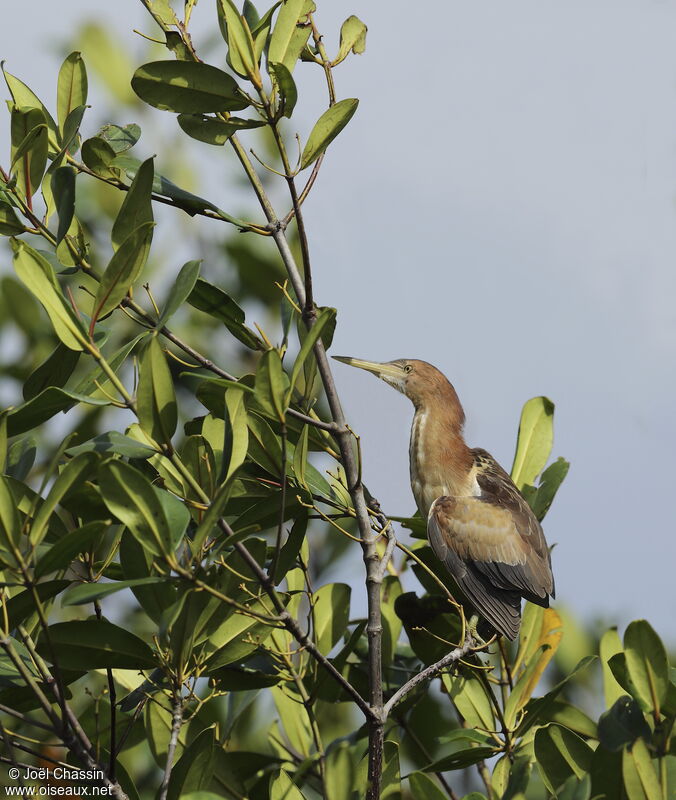 Little Bittern female, identification