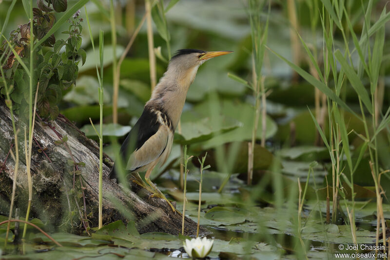 Blongios nain, identification