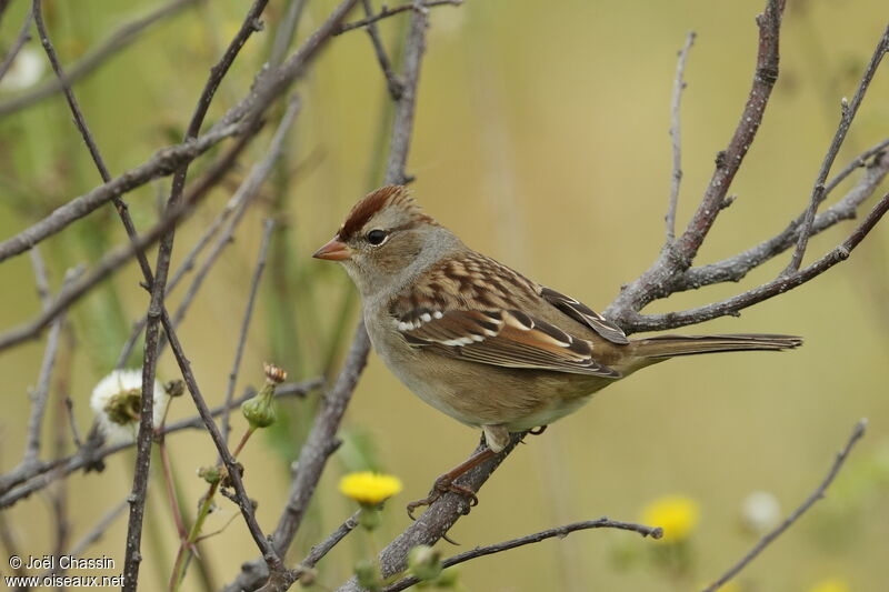 Bruant à couronne blanche, identification