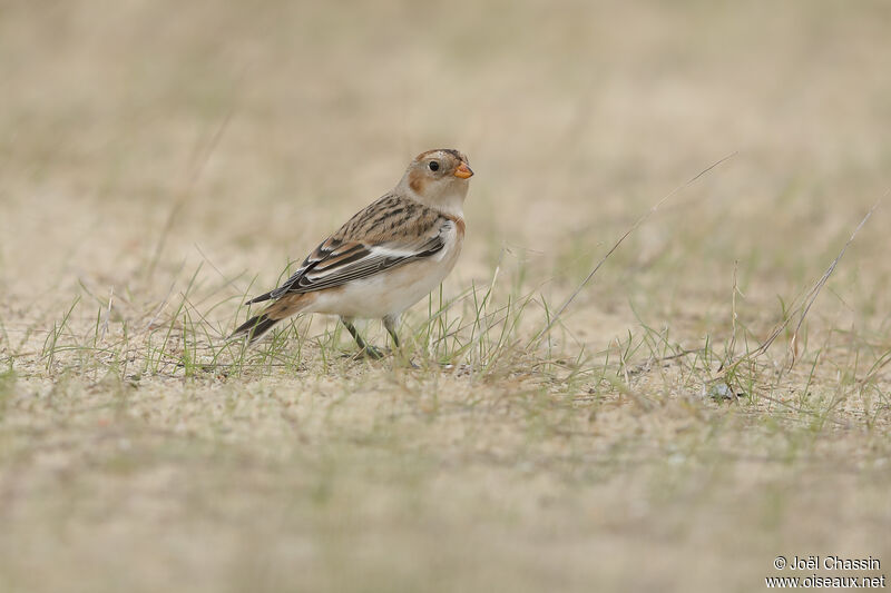 Snow Bunting