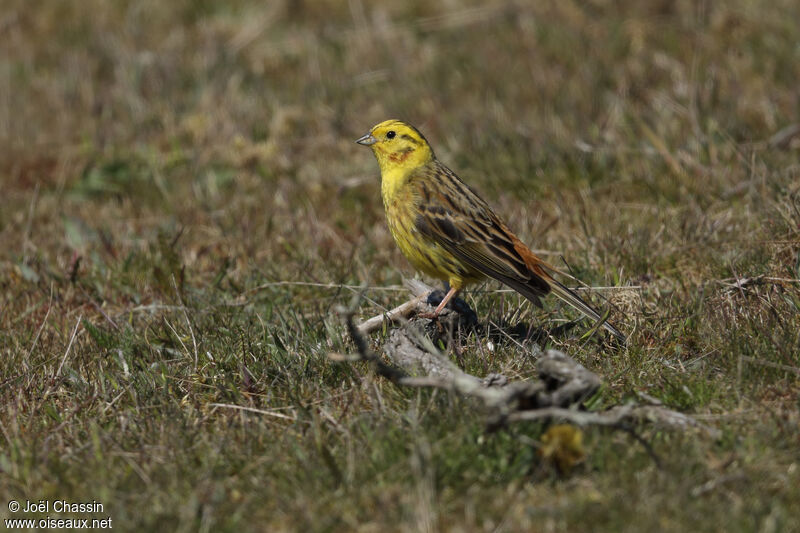 Bruant jaune mâle