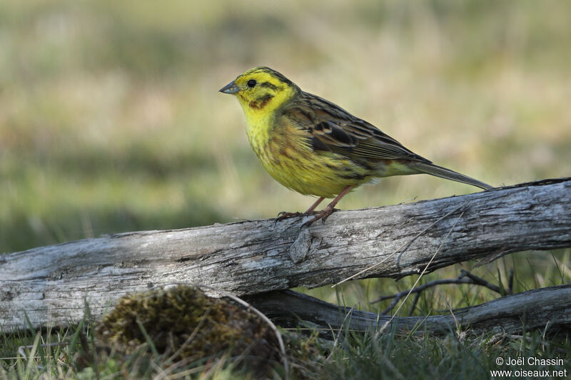 Bruant jaune mâle