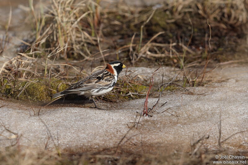 Lapland Longspur