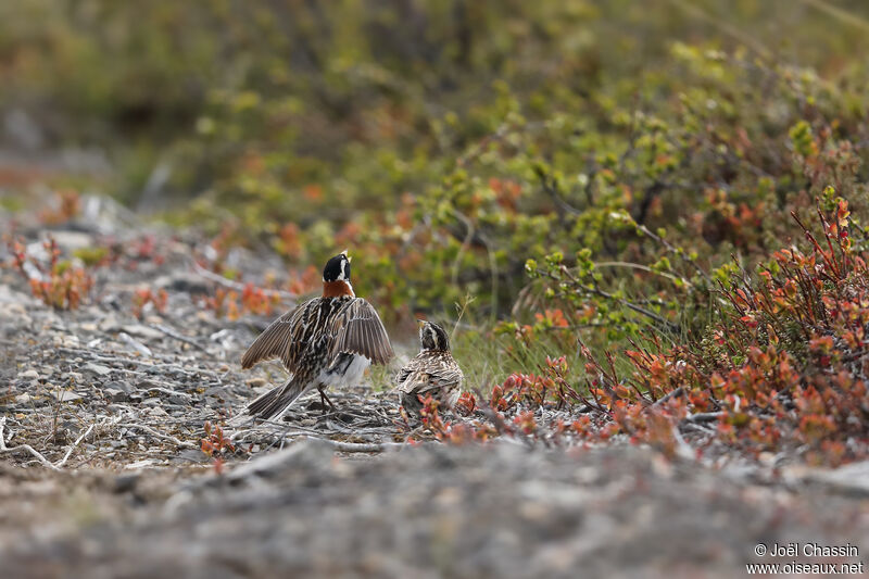 Lapland Longspur