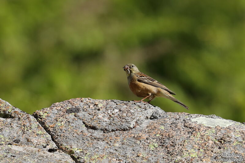 Bruant ortolan, identification