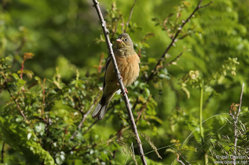 Bruant ortolan, identification