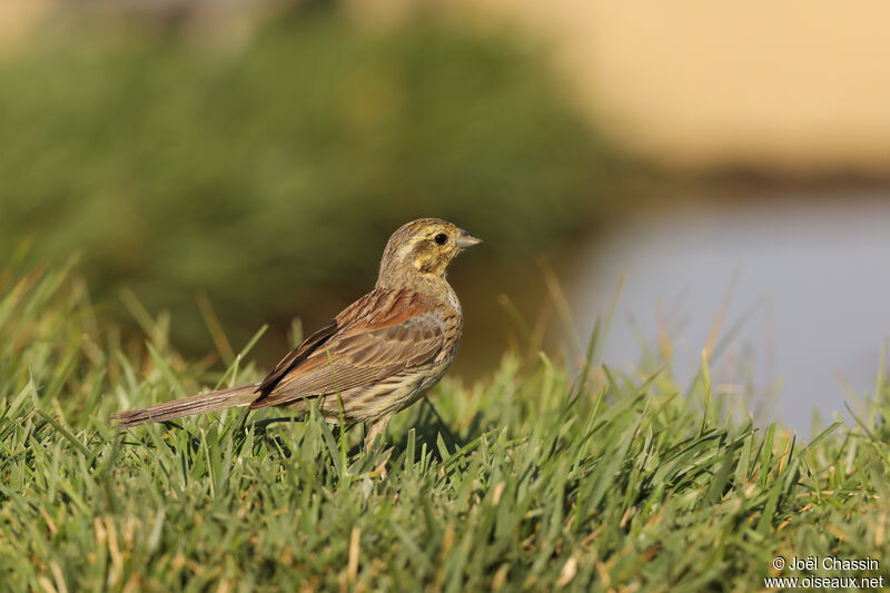 Bruant zizi, identification