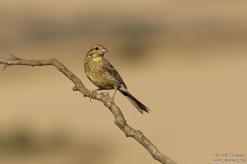 Bruant zizi, identification