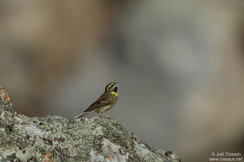 Bruant zizi, identification